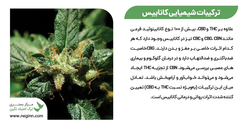 انواع کانابیس